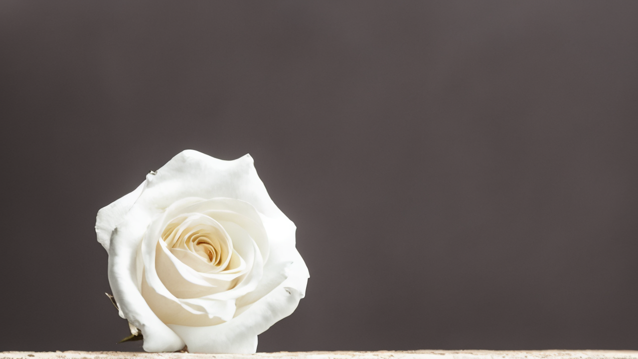 Whiteness as a Pandemic? How Modern Academia Undermines American Foundations